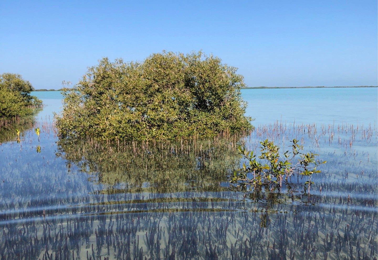 Grey mangroves growing in the Red Sea off the coast of Saudi Arabia