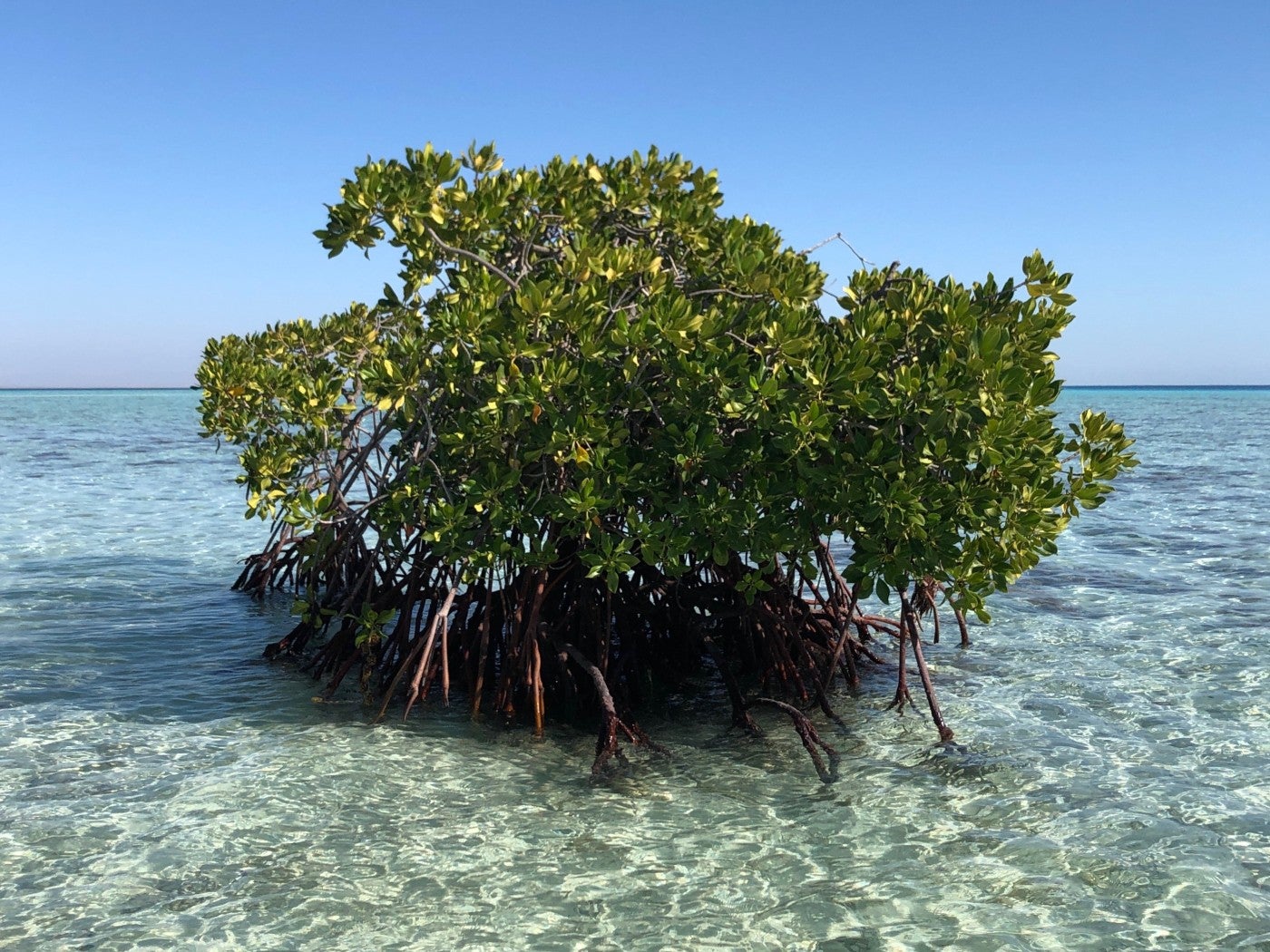 Red mangroves growing in the Red Sea off the coast of Saudi Arabia
