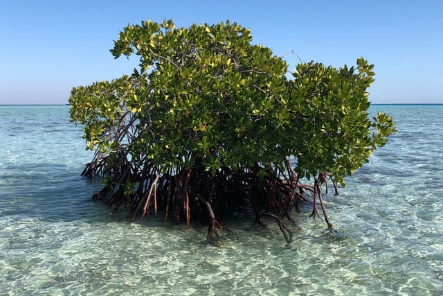 <p>Red mangroves growing in the Red Sea off the coast of Saudi Arabia</p>