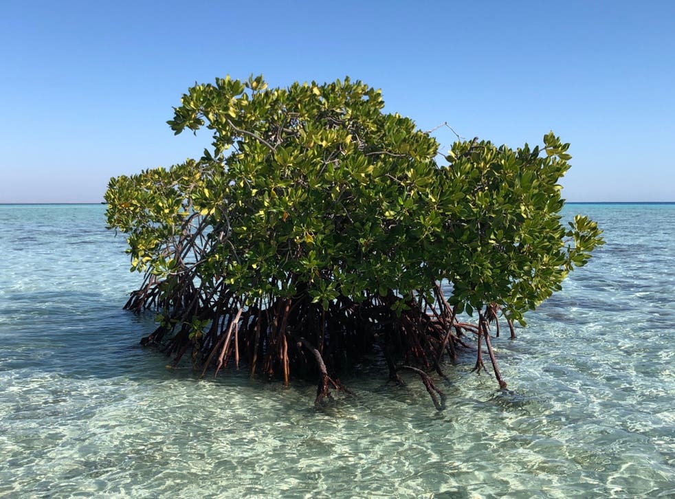 <p>Red mangroves growing in the Red Sea off the coast of Saudi Arabia</p>