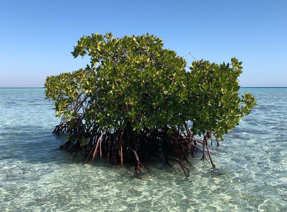 magic-of-mangroves