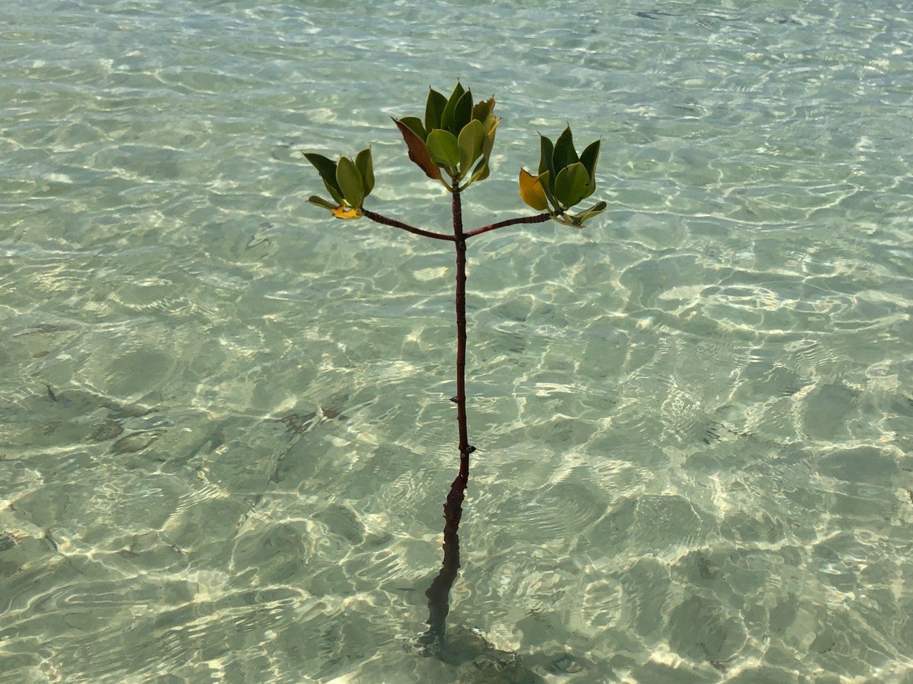 Red mangrove seedling grows in the waters of Saudi Arabia’s Red Sea