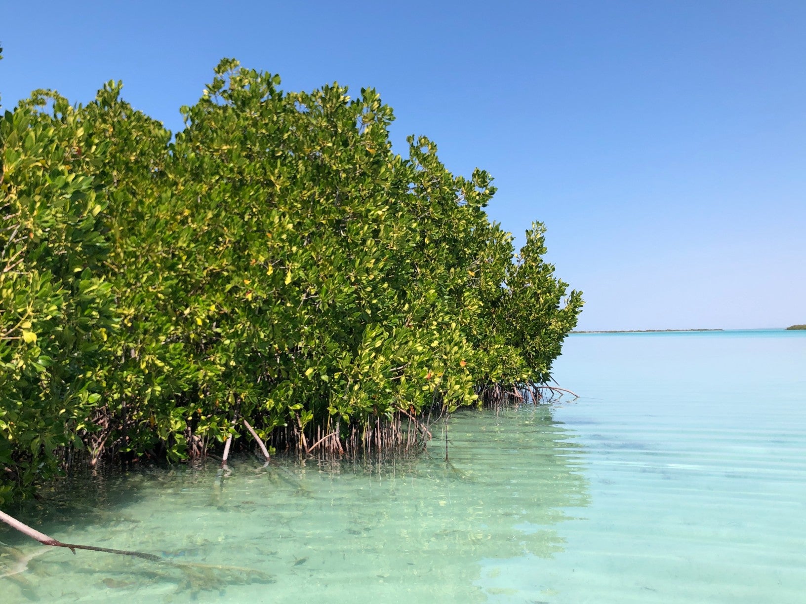 Red mangroves growing in the Red Sea off the coast of Saudi Arabia