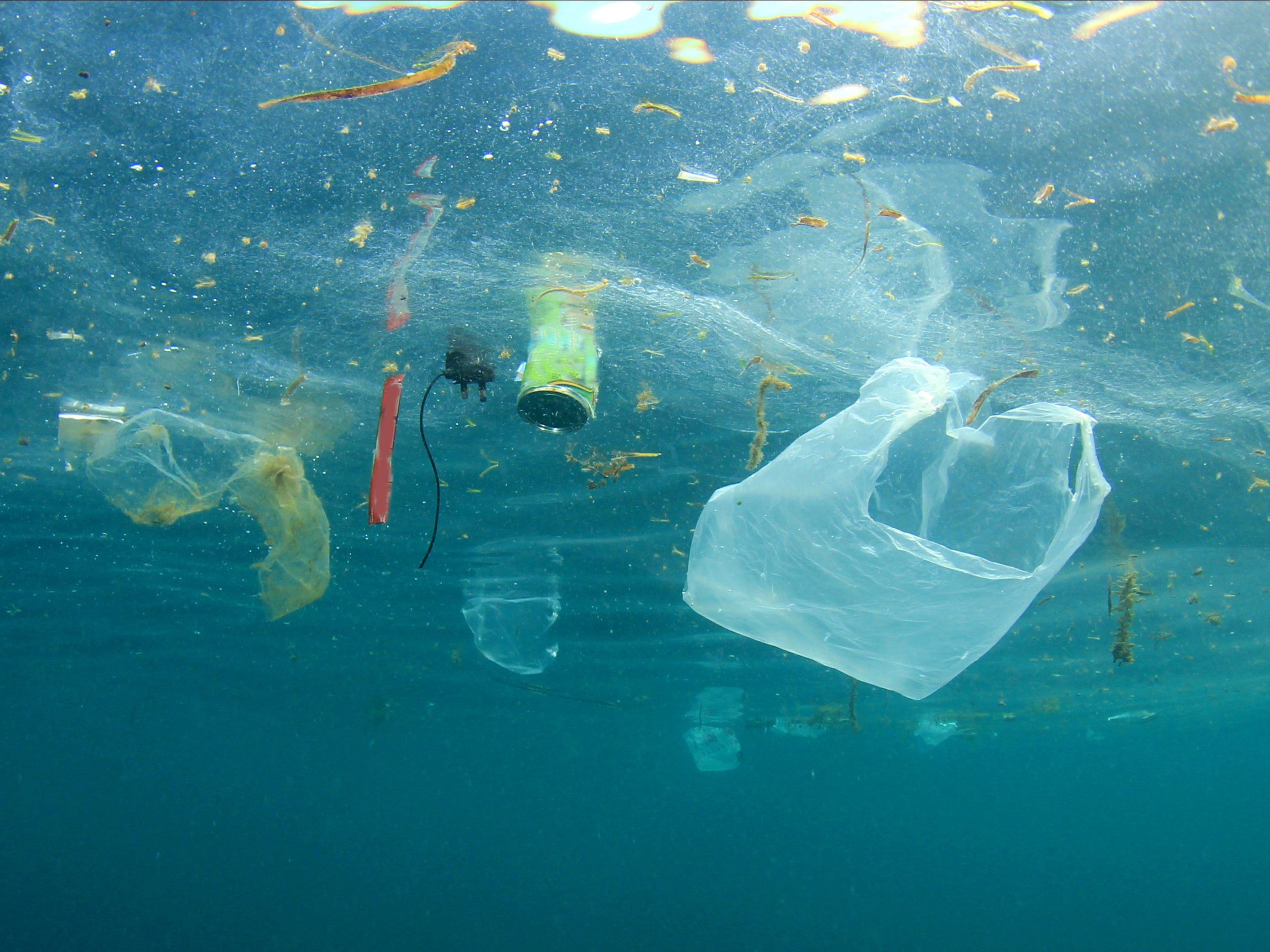 Issues of plastic waste in seas go beyond just ingestion and entanglement, scientists have warned
