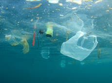 Vast ocean rubbish patches bringing coastal species into marine ecosystems ‘undisturbed for millennia’, scientists warn