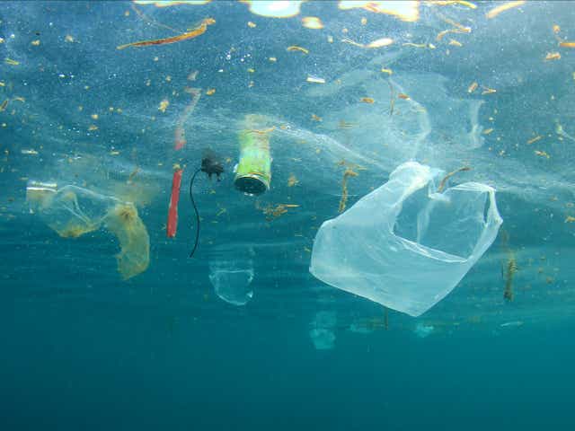 <p>Issues of plastic waste in seas go beyond just ingestion and entanglement, scientists have warned</p>