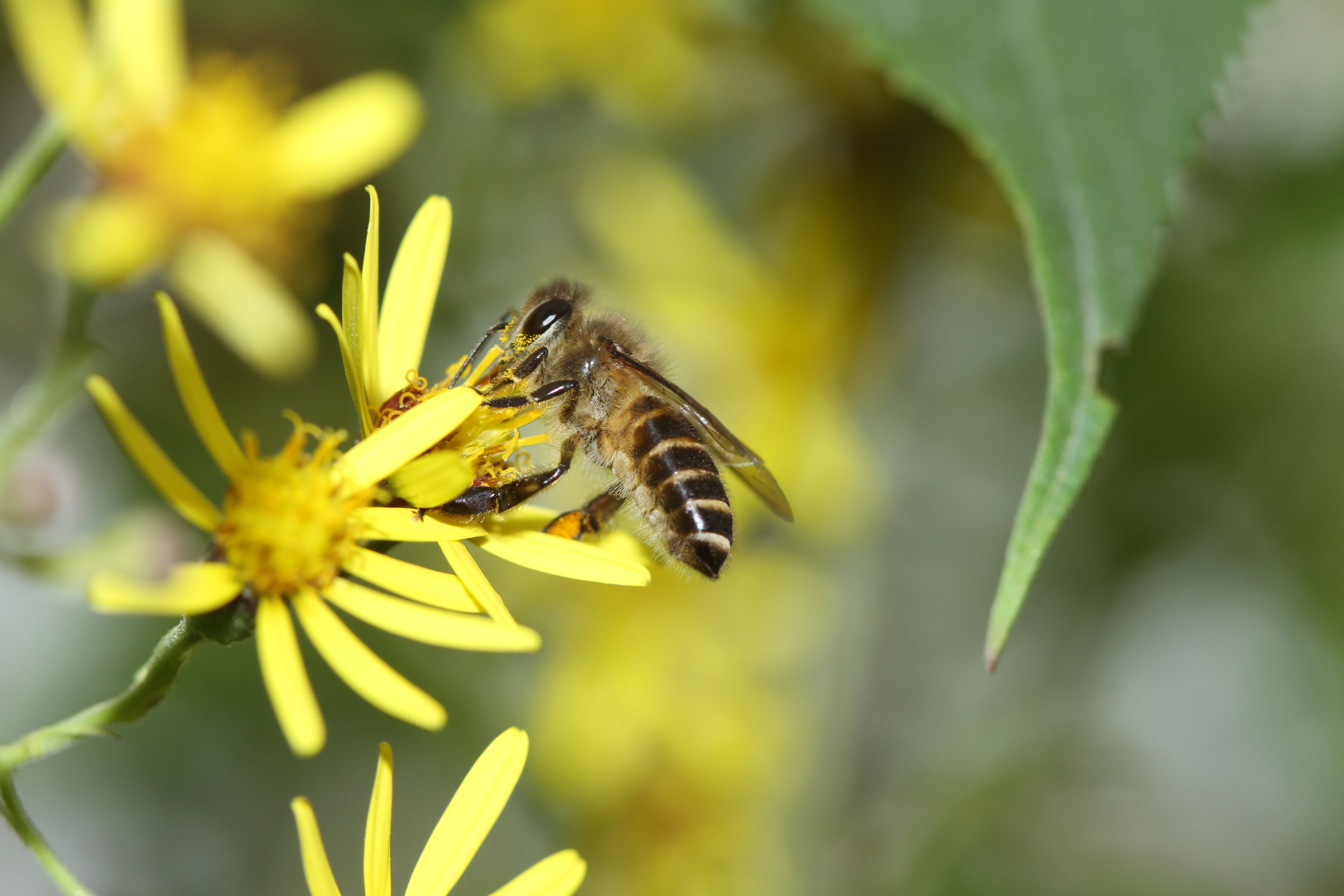 Eastern honey bees
