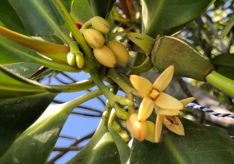 Red mangrove flowers growing in the Red Sea off the coast of Saudi Arabia