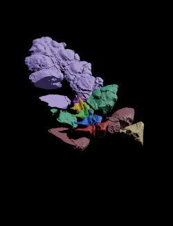 ScienceShot: Long-Nosed Dino Was No Fluke, Science