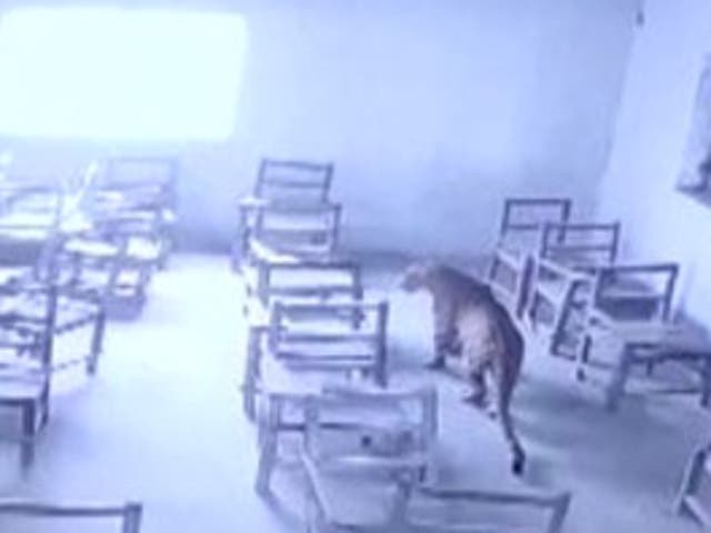 <p>A leopard strayed into a classroom in northern India, injuring a student</p>