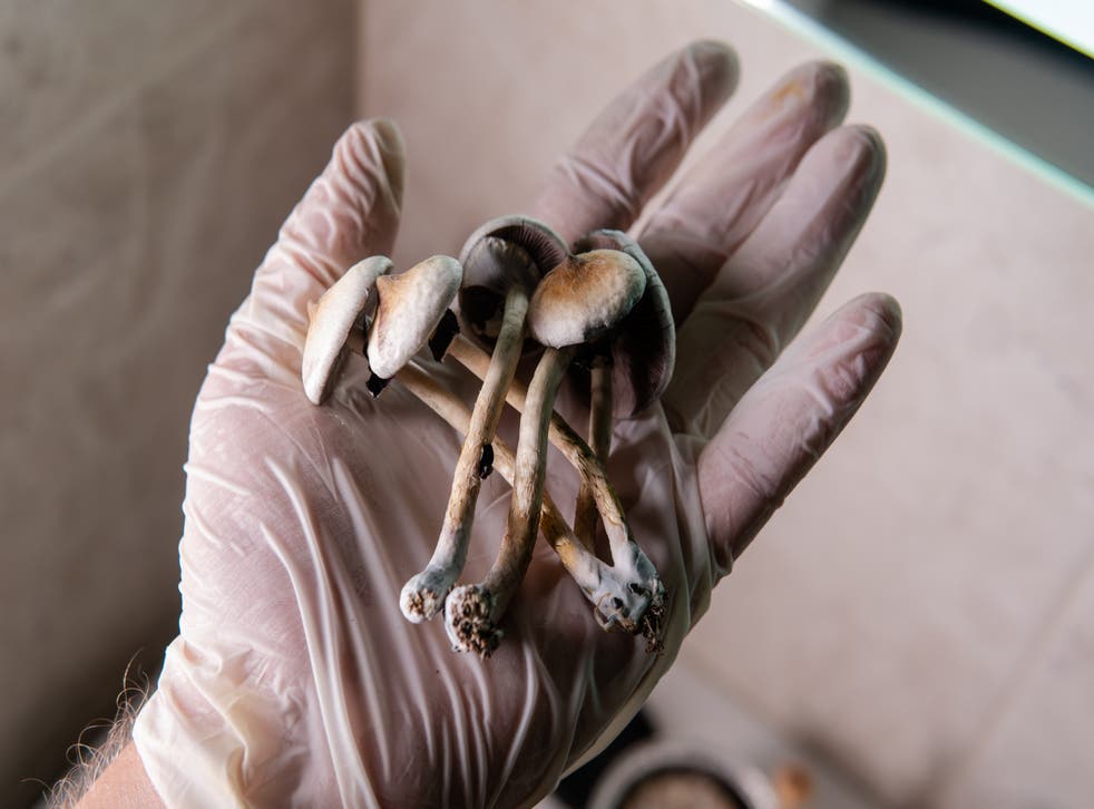 <p>A grower holds psilocybin mushrooms. </p>