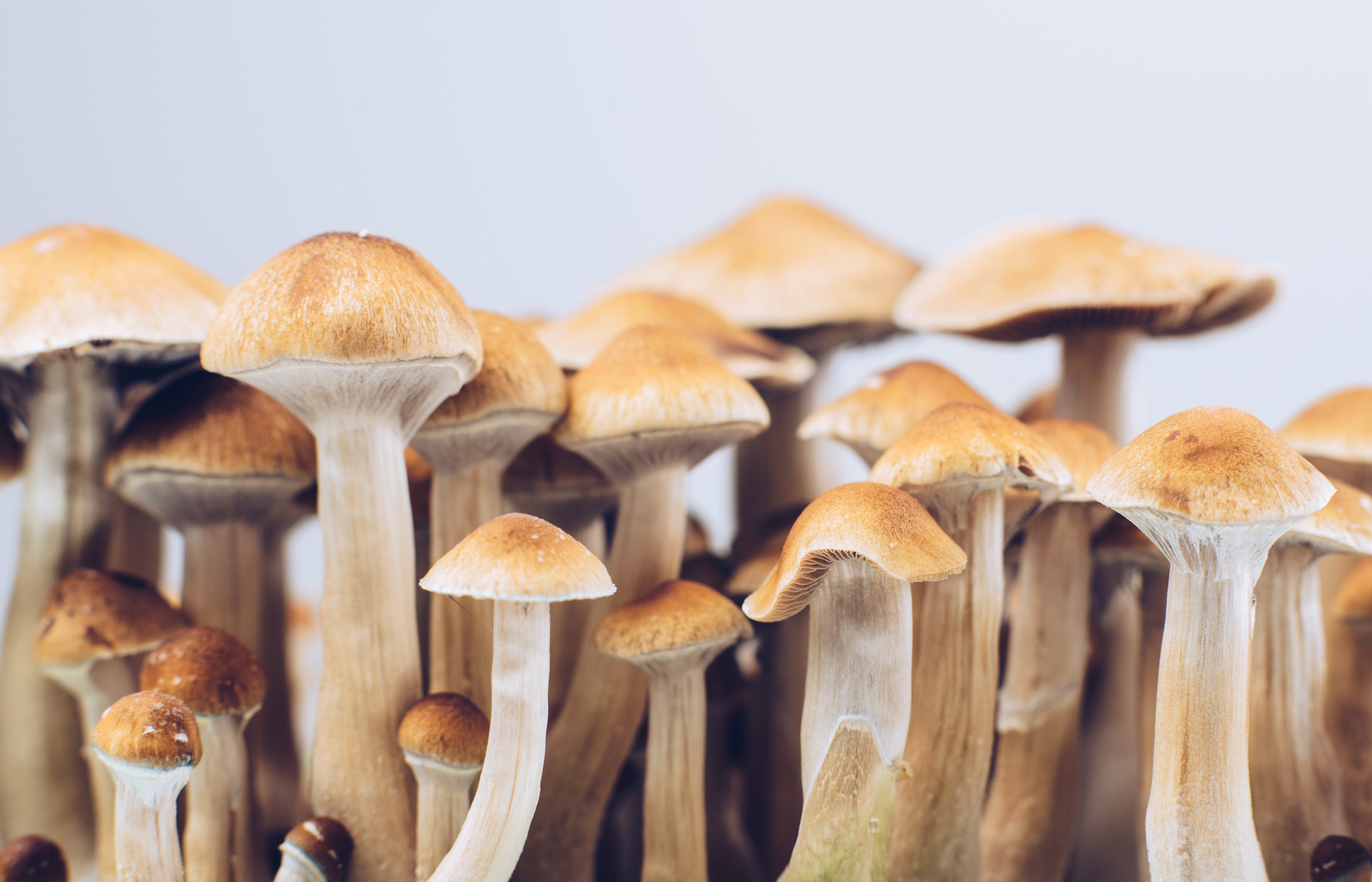Magic mushrooms were among the drugs people used to ‘microdose’.