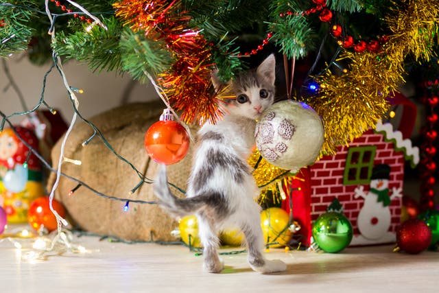 <p>Kitten plays under the Christmas tree</p>