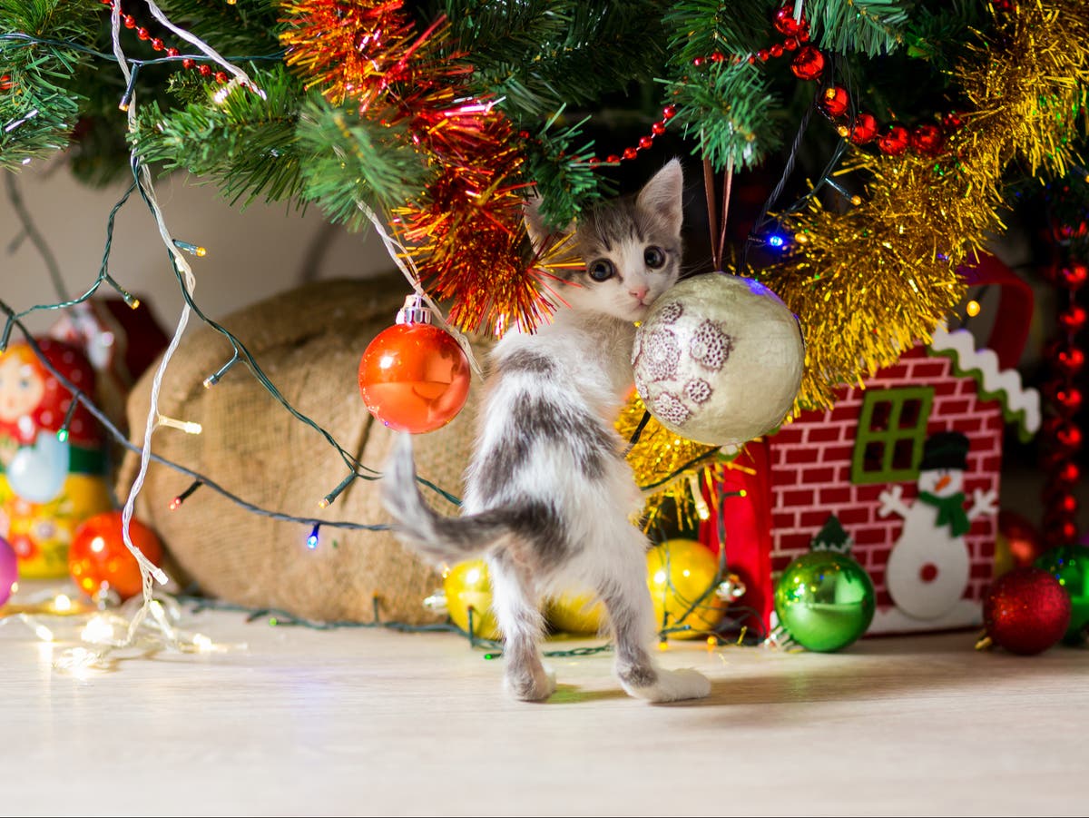 How to stop your cat from climbing your Christmas tree