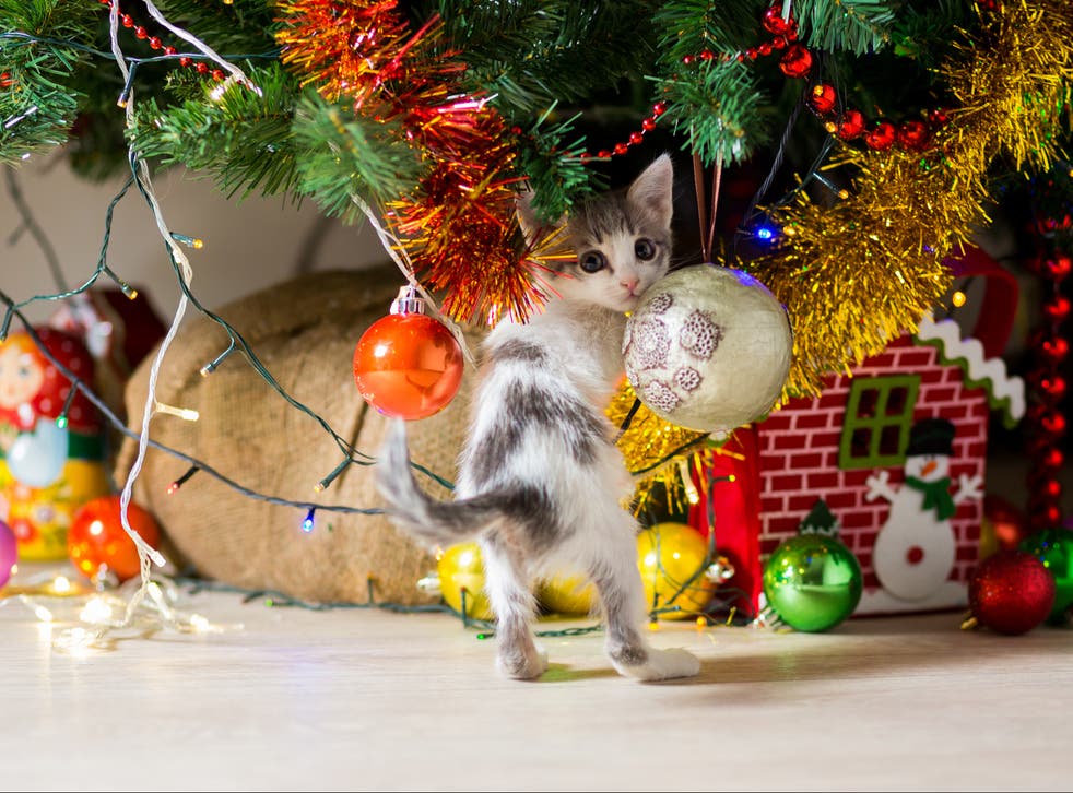 How To Stop Your Cat From Climbing Your Christmas Tree The Independent How To Stop Your Cat From Climbing Your Christmas Tree The Independent