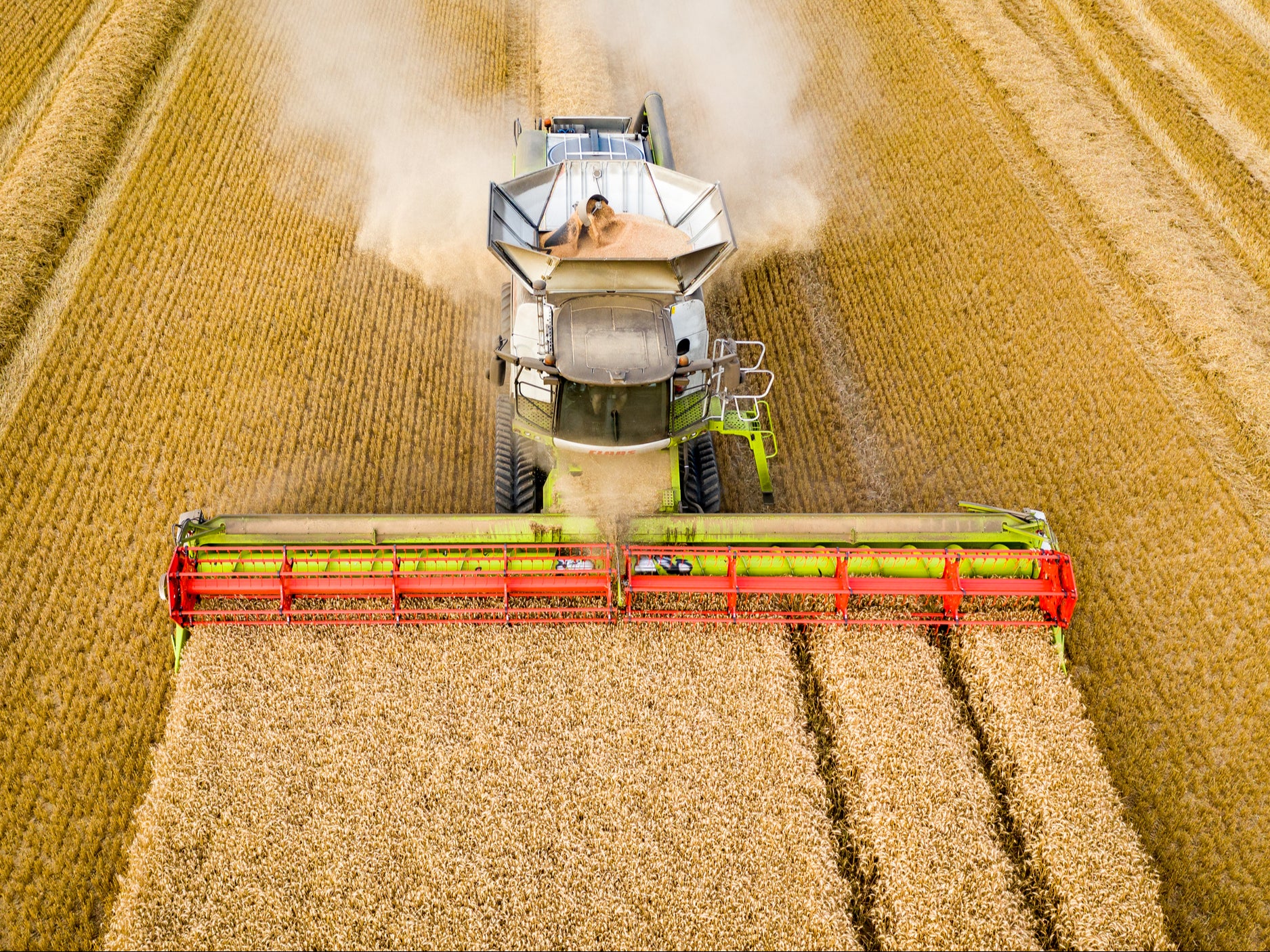 A combine harvester processes wheat in the UK. The government’s post-Brexit farming vision has been branded an ‘absolute scandal’, by wildlife charities
