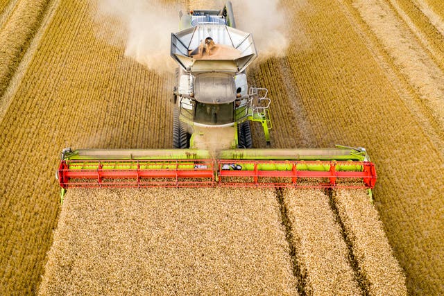 <p>A combine harvester processes wheat in the UK. The government’s post-Brexit farming vision has been branded an ‘absolute scandal’, by wildlife charities</p>
