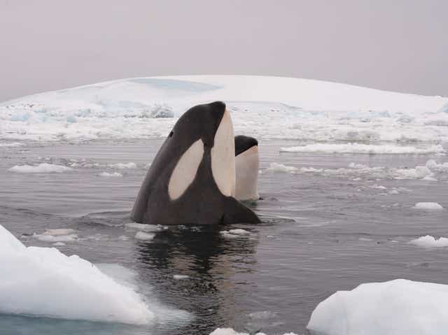 <p>Killer whales poke their heads through the ice. The species is increasingly moving to Arctic areas once more extensively covered by sea ice</p>