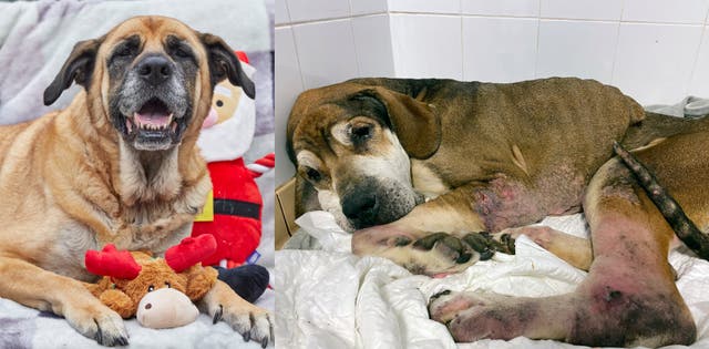Ten-year-old Molly-Moo, a German Shepherd cross mastiff, was found wandering the streets alone “starving and broken” last December (RSPCA/PA)