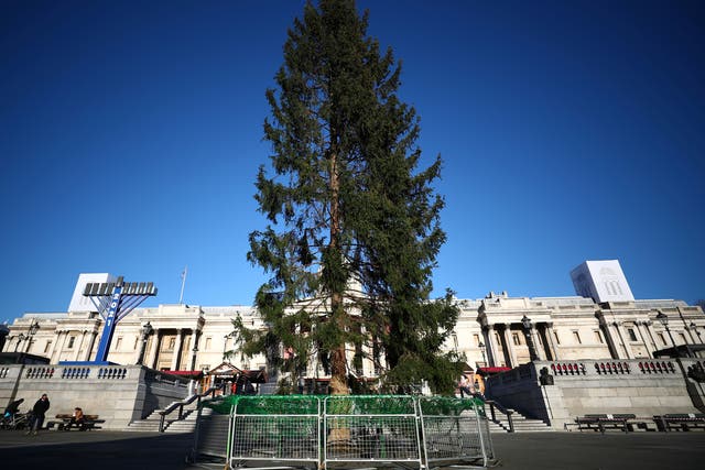 <p>A view shows the Trafalgar Square Christmas tree, a gift from Norway, in Trafalgar Square, London</p>
