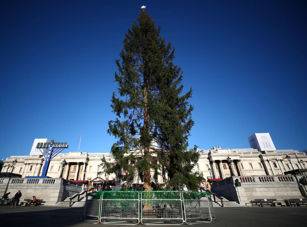 <p>A view shows the Trafalgar Square Christmas tree, a gift from Norway, in Trafalgar Square, London</p>