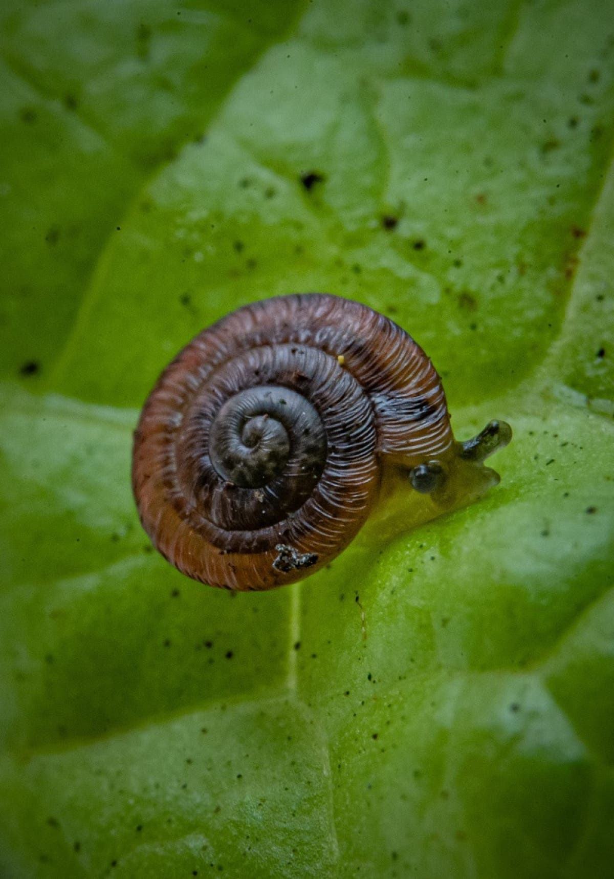 Conservationists rescue two species of snail thought to be extinct for 100 years