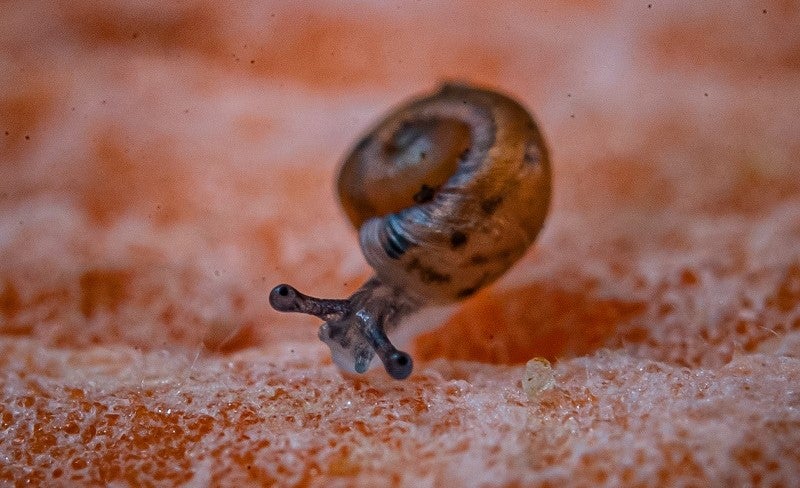 The snails have been successfully bred for the first time ever in human care thanks to experts (Chester Zoo)