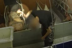 Pigs beaten and cut without pain relief on farm linked to Tesco, Sainsbury, Morrisons and Asda