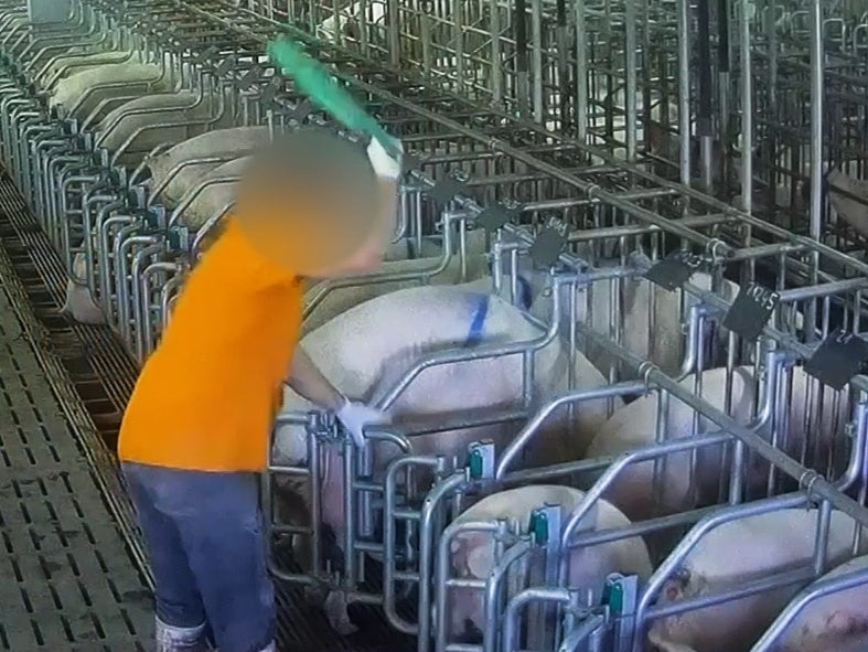 Animals reared for frankfurters for UK supermarkets were slammed on concrete floors and given antibiotics against WHO advice