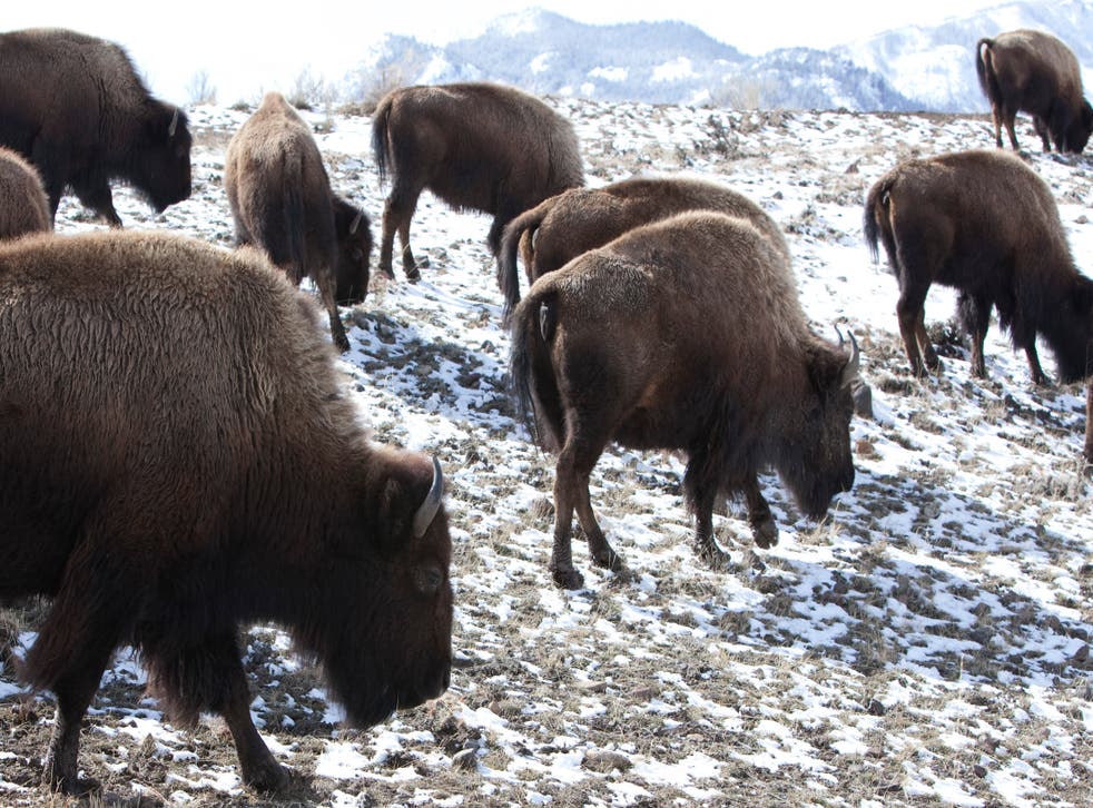 EEUU-BISONTES
