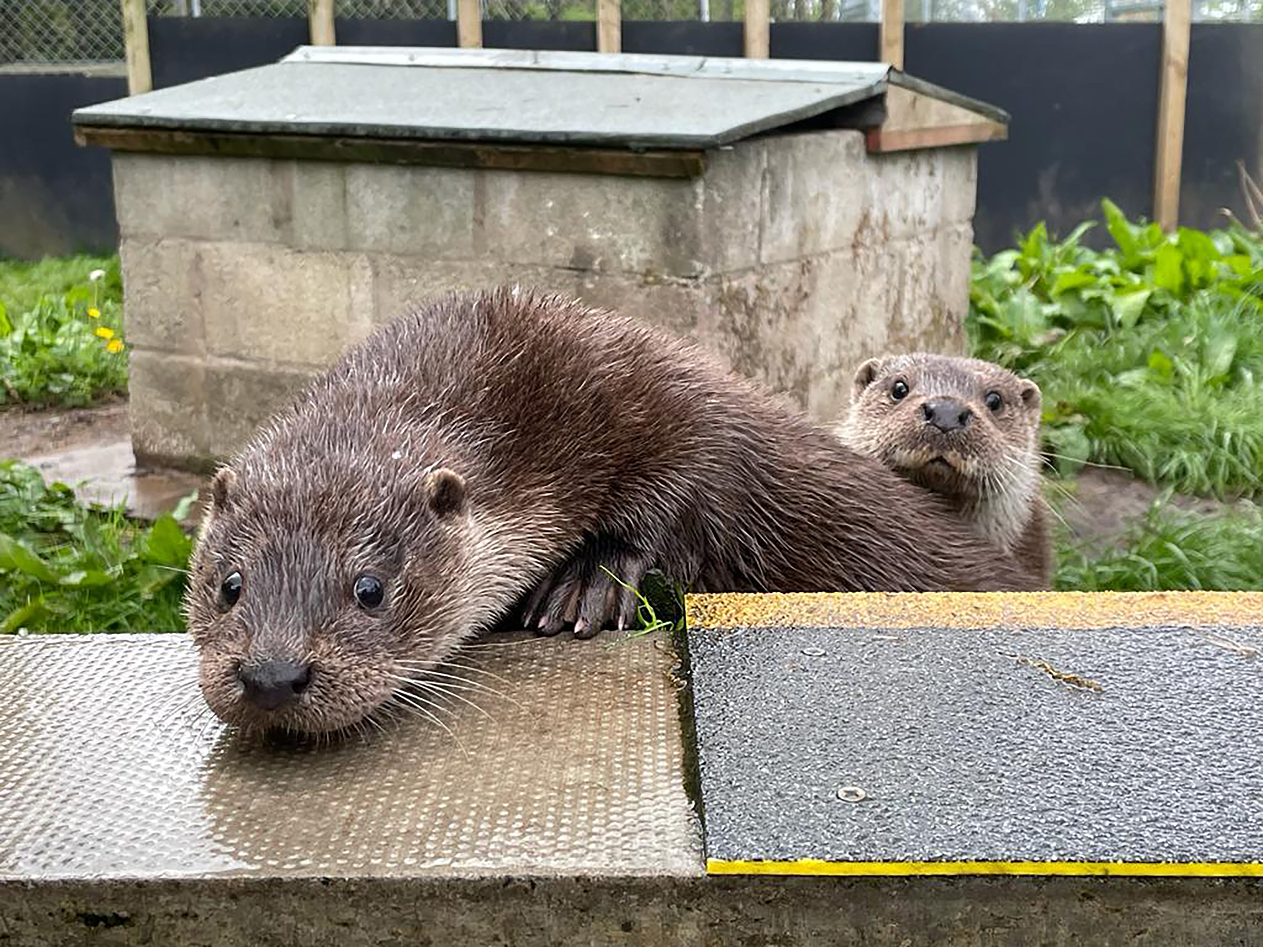 Otters, generally believed to be docile, are often spotted in Singapore’s residential areas and parks