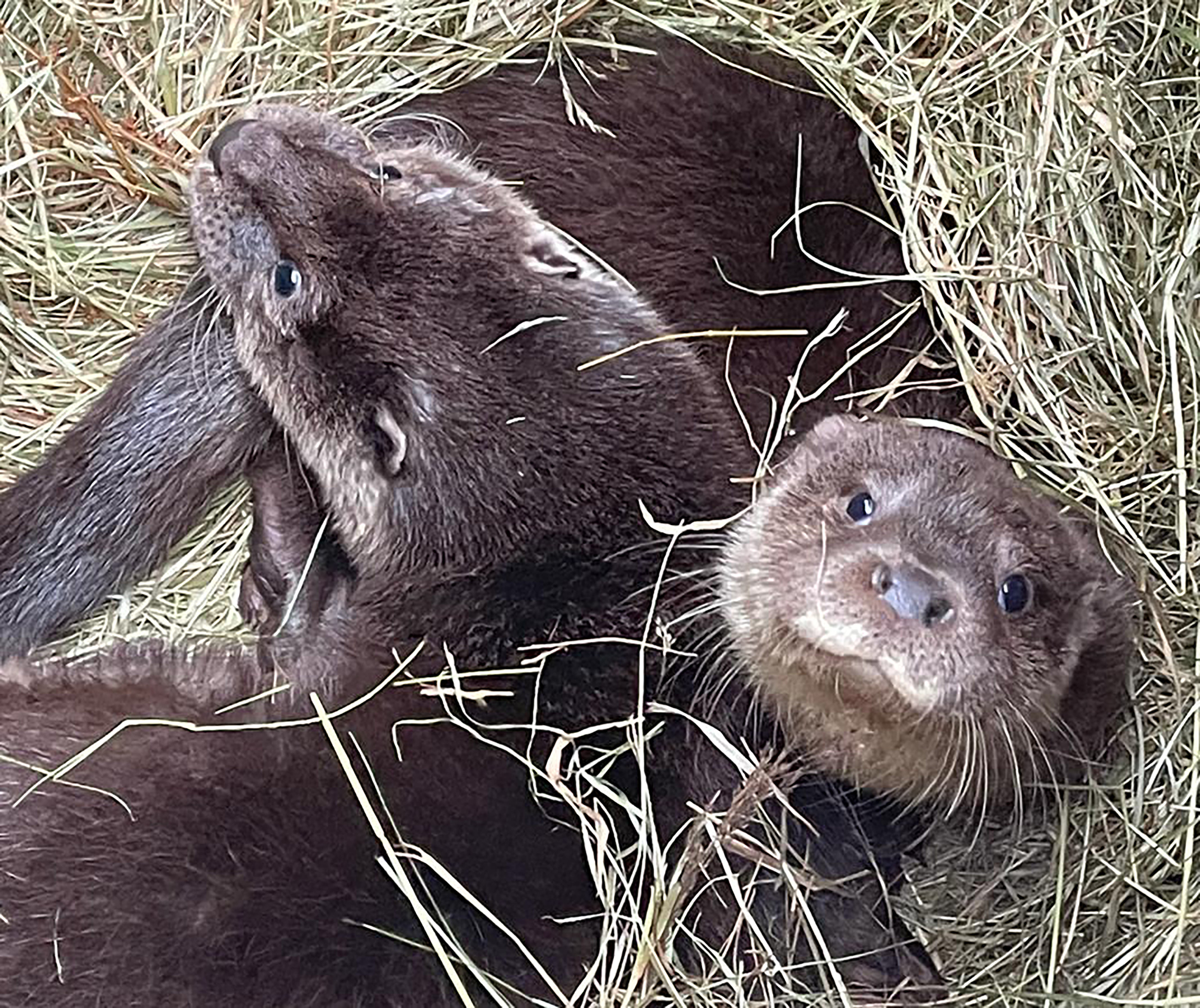 Otters have also been consuming toxic chemicals, research has found