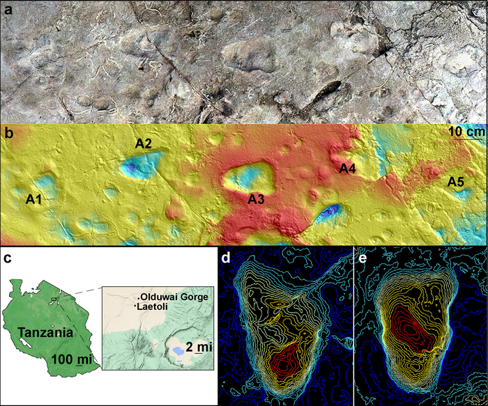 Model of Laetoli Site A showing five hominin footprints (a); and corresponding contour map of the site at Laetoli, Tanzania, generated from a 3D surface scan (b); map showing Laetoli, which is located within the Ngorongoro Conservation Area in northern Tanzania, south of Olduvai Gorge (c); topographical maps of A2 footprint (d) and A3 footprint (e).