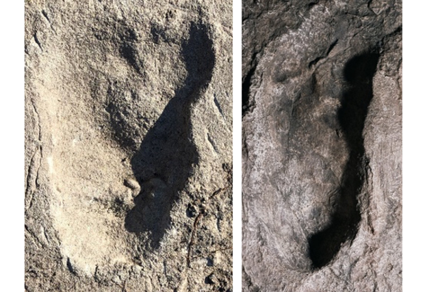 <p>Analysis shows similarities in length of Laetoli A3 (left) and Laetoli G (right) site footprints but differences in forefoot width with the former being wider</p>