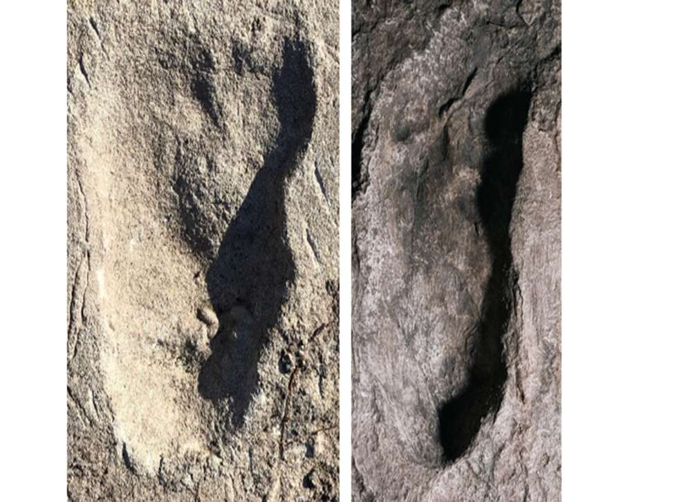 <p>Analysis shows similarities in length of Laetoli A3 (left) and Laetoli G (right) site footprints but differences in forefoot width with the former being wider</p>