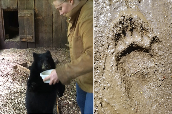 Left: Ellison McNutt collects data from a juvenile female black bear (Ursus americanus), who walks bipedally, unassisted through the mud trackway at Kilham Bear Center in Lyme, New Hampshire. Right: Footprint from one of the juvenile male black bears