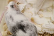 Researchers use gene editing to create single-sex mice litters
