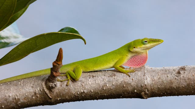 <p>A green anole lizard at home in Florida</p>