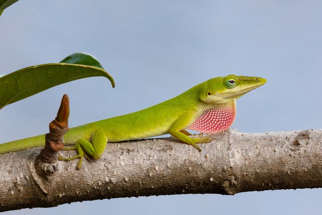 <p>A green anole lizard at home in Florida</p>