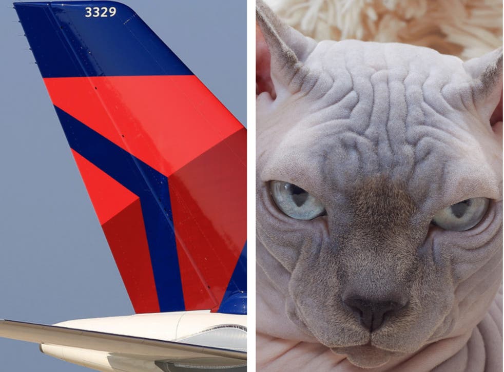 did a delta passenger breastfeed a hairless cat on a flight indy100
