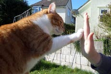 Cat owners to be obliged by law to have pets microchipped