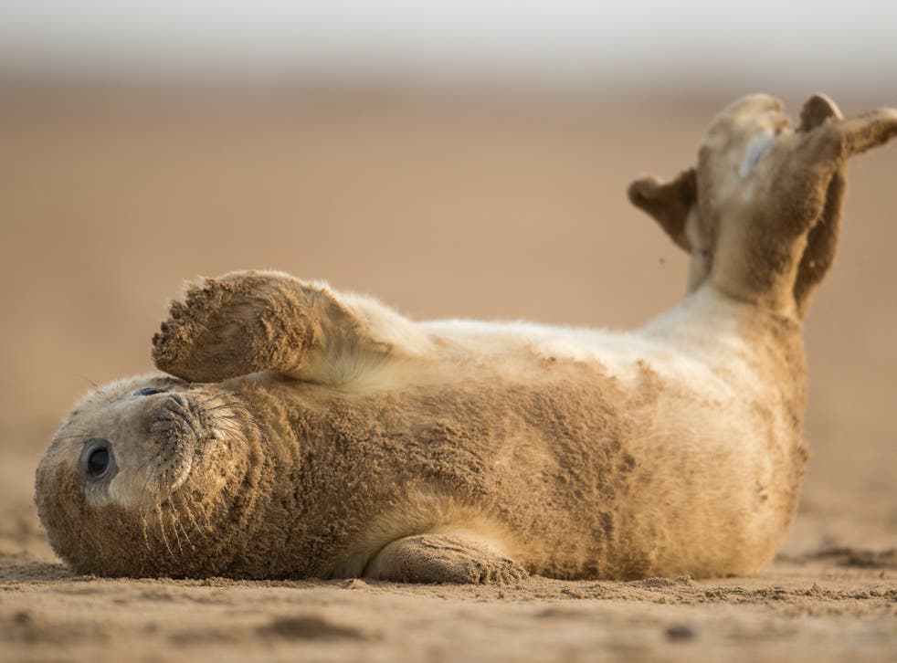 <p>A grey seal pup rolls on the sand near the Lincolnshire Wildlife Trust’s Donna Nook nature reserve</p>