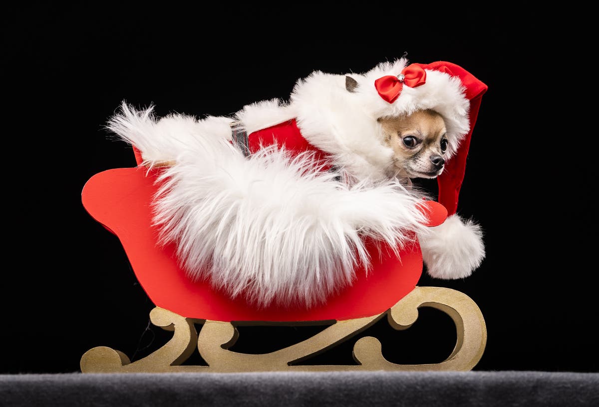 Dogs ranging from Afghans to Chihuahuas attend Scrooge-themed pageant