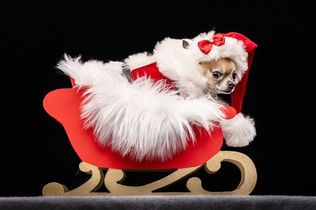 Dolly the Chihuahua, during the Victorian Christmas themed Furbabies Dog Pageant (Danny Lawson/PA)
