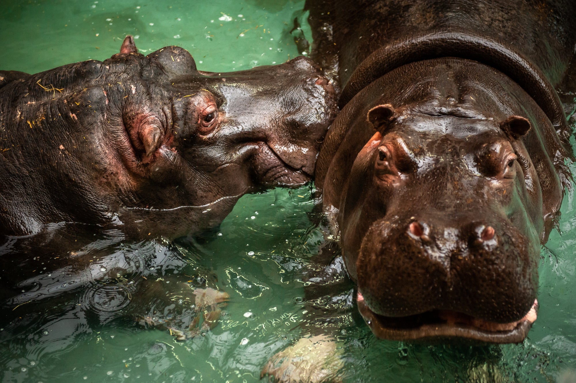 Hippos Imani, 14 and Hermien, 41 at the Antwerp Zoo in Belgium have tested positive for Covid-19