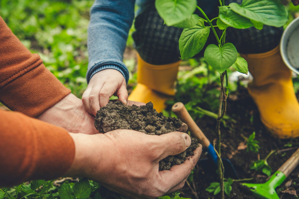 Every home in Wales to be given free tree in new climate initiative