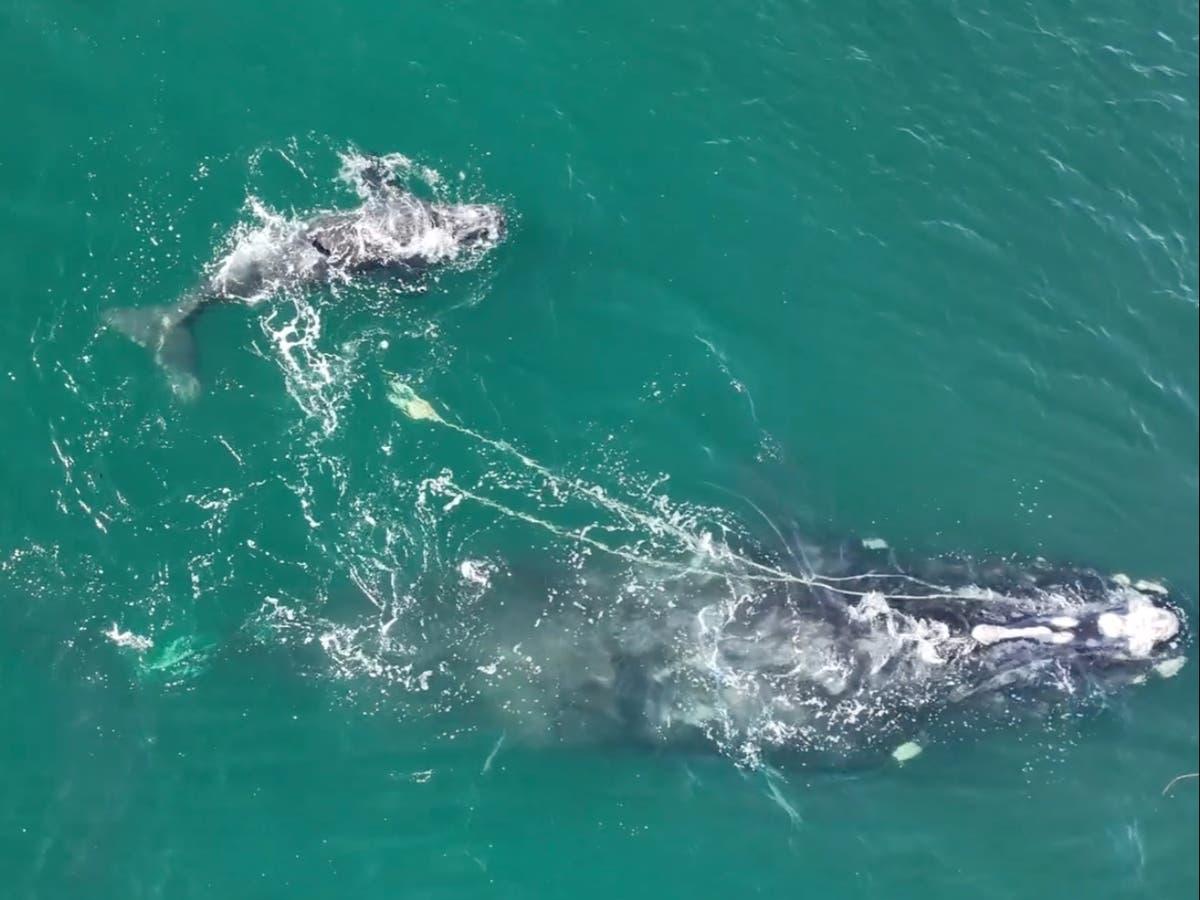 Whale that has been tangled over fishing gear for more than a year is ...