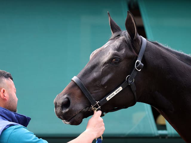 <p>Medina Spirit being bathed after training  in Baltimore on 12 May, 2021</p>