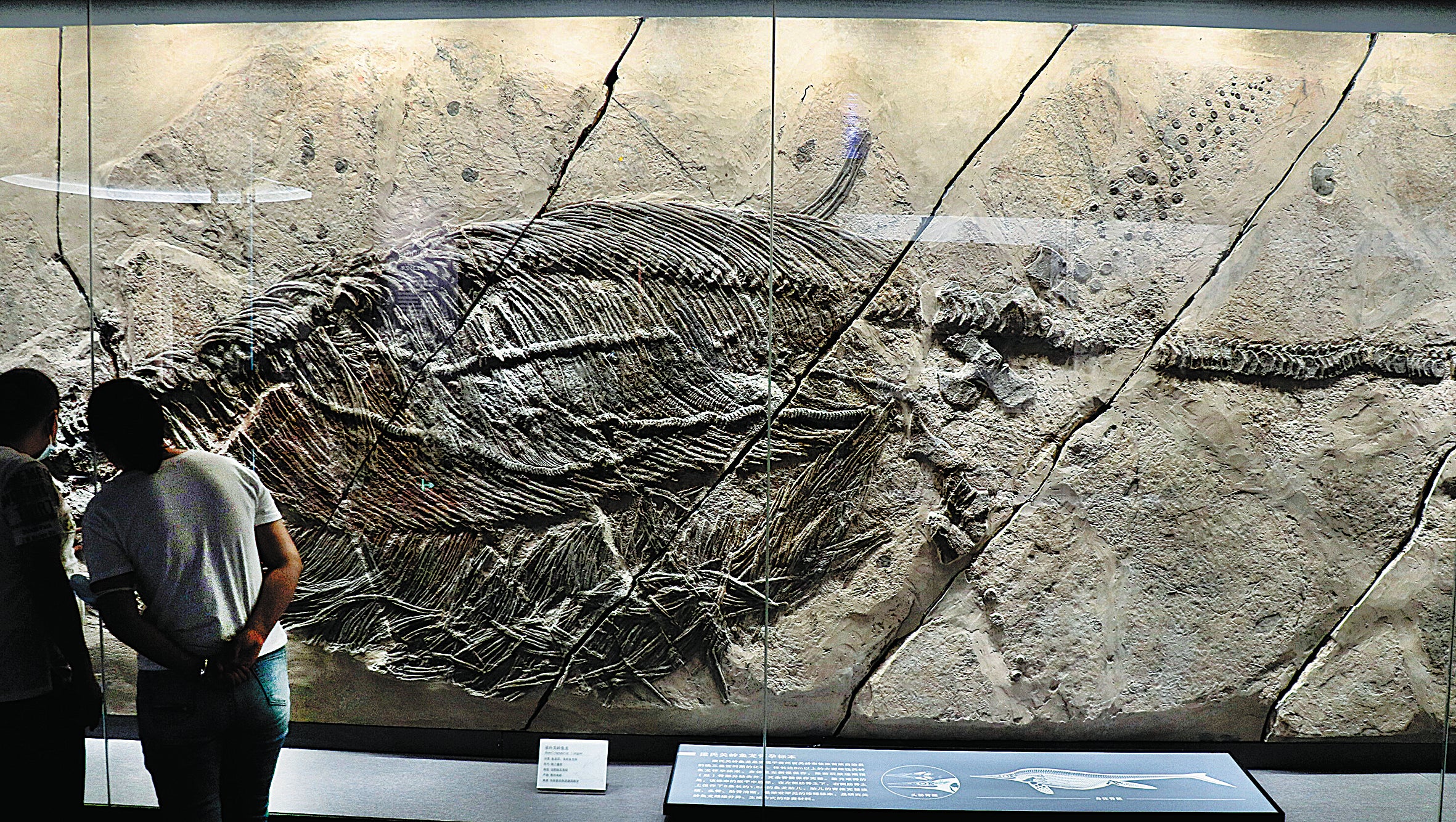 Two visitors admire a fossil on display in the museum