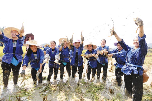 <p>Women of the Dong ethnic group catch fish in the paddy fields in Sanjiang Dong autonomous county in the Guangxi Zhuang autonomous region</p>
